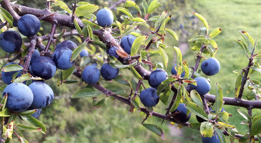 Season of the Sloe
